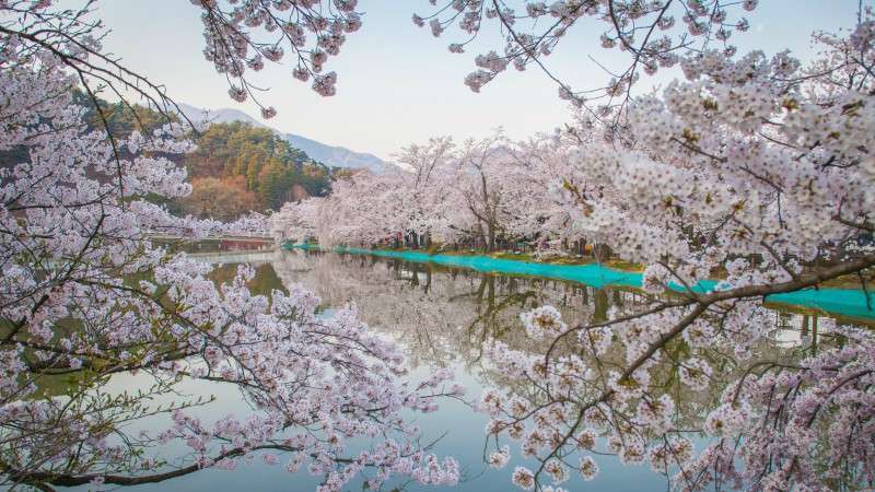 Cherry blossoms by the lake